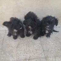 سگ شیدزو|سگ|خمینی‌شهر, |دیوار