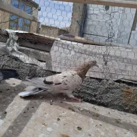 کفتر زرد خال سیاه کاشان