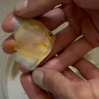 آبزی پرور آمازون دیسکس تترا چانا آروانا وغیره|ماهی|اصفهان, شمس آباد|دیوار