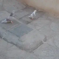 کفتر سالم|پرنده|ساوه, |دیوار