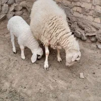 میش شیرازی بره نر