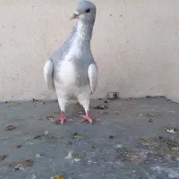 کفتر رنگ گلدار