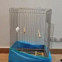 قفس پرنده