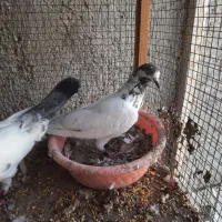 کبوتر پینتس|پرنده|بندرعباس, |دیوار