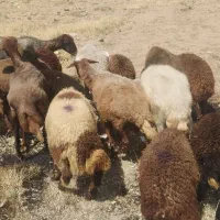 میش بره چاق گوشتی جهت قربانی