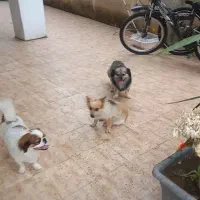 گمشده   سگ پیکینیز