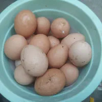 تخم مرغ روستایی و نطفه دار صددرصد