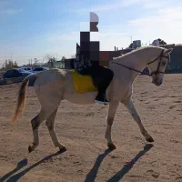 اسب دوخون سرحال|اسب و تجهیزات اسبسواری|گنبد کاووس, |دیوار