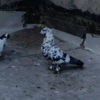 کفتر کبوتر پرنده|پرنده|محمدشهر, ولدآباد|دیوار