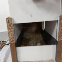 عروس هلندی جفت|پرنده|سبزوار, غرب نیروگاه|دیوار