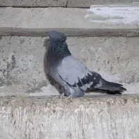 پرنده در پرنده|پرنده|میانه, |دیوار