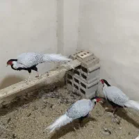 خروس زینتی سیلور