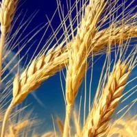 محصولات کشاورزی