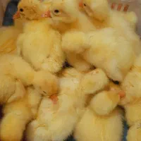 جوجه غاز لیندا