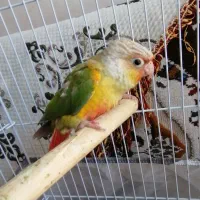 جوجه گرینچیک آناناس دانه خور