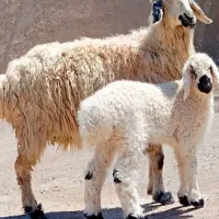گوسفند با بره نر