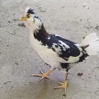 مرغ و خروس گلین