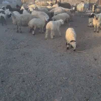 ۲۸گوسفند زاییده و۱۰گوسفند آبستن و۱۱بره پارسالی|حیوانات مزرعه|زاهدان, |دیوار