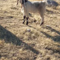 بزغاله داشتیدرجه یک|حیوانات مزرعه|سرپل ذهاب, |دیوار