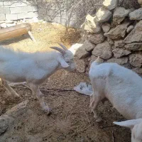 فروش کهره بذری نژاد سانن اصل دوبُر|حیوانات مزرعه|شیراز, شهرک سراج‎|دیوار