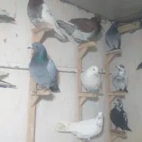 تعدادی کفتر نر و ماده ضربتی و رنجر