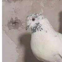 کفتر باخت دادم ماده کله سبز دم سبز