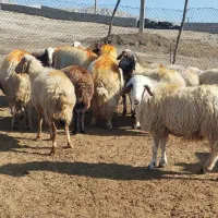 میش و قوچ  داشتی ( فروش به تعداد دلخواه مشتری)|حیوانات مزرعه|پلدختر, |دیوار