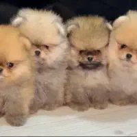 سگ پامرانین|سگ|مشهد, احمدآباد|دیوار