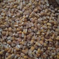 کفتر پلاکی|لوازم جانبی حیوانات|تهران, هفده شهریور|دیوار