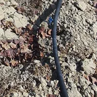 فروش لوله قطره ای یک اینج اندازه یک هکتار باغ|خدمات باغبانی و درختکاری|درودزن, |دیوار