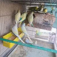 تعدادی مرغ عشق اسپانگل نر|پرنده|چابهار, |دیوار