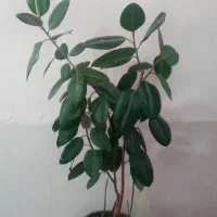 گل های فروشی با قیمت مناسب