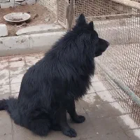 بلک ژرمن ماده
