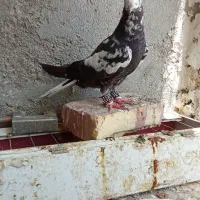 سوسکی دمسفید و جوگی