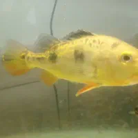 مانستر فیش|ماهی|کاشان, کارگر|دیوار