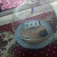 قفس قدیمی دست ساز|لوازم جانبی حیوانات|قزوین, |دیوار