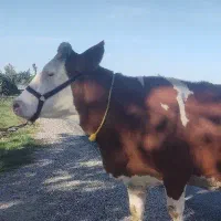 گاو سیمینتال شیر بالا