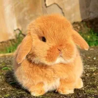 خرگوش مینی  لوپ اتریش اصیل