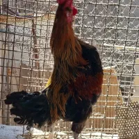 دو عدد خروس محلی