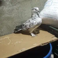 ۳۰۰|پرنده|نقده, |دیوار