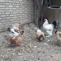 تخم مرغ نطفه دار برهما|حیوانات مزرعه|یزد, |دیوار