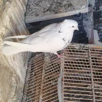 سلام یه عدد کبوتر طوقی