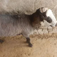 شیشگ گوچ رومن