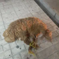 قصاب و سلاخ ذبح گوساله و گوسفند|خدمات پذیرایی، مراسم|اسلامشهر, شهرک مهدیه|دیوار