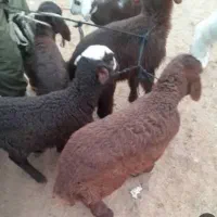 بره شیری،بره کوچیک