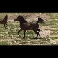 اسب شجره‌دار