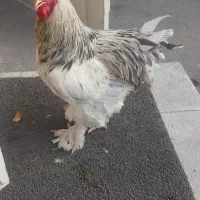خروس برهما اصل