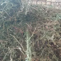 فروش یونجه|حیوانات مزرعه|قوچان, |دیوار