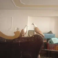 4 عدد کلاغ زرد هفت رنگ 2 عدد نر پرشی