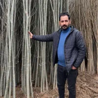 نهالستان عرضه مستقیم میوه و صنوبر نیگرا